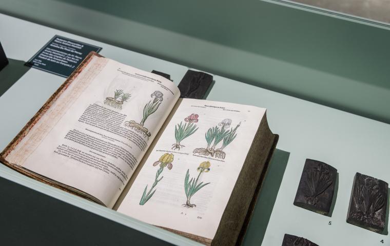 Close-up van een oud boek met planten illustraties in een vitrine.