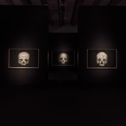 Five large photorealistic drawings of skulls are hanging in a dark room.