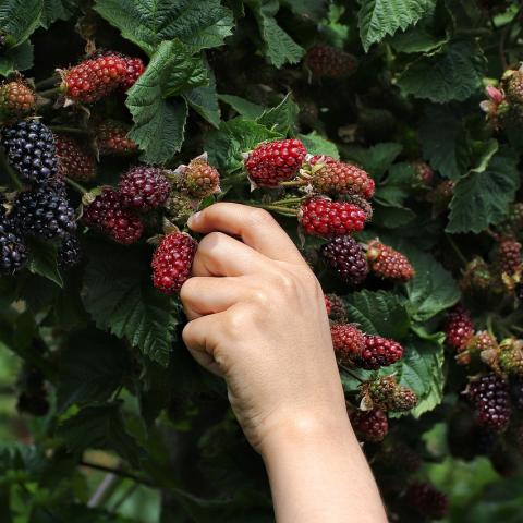 Een hand dat donkerrode bessen aan het plukken is.