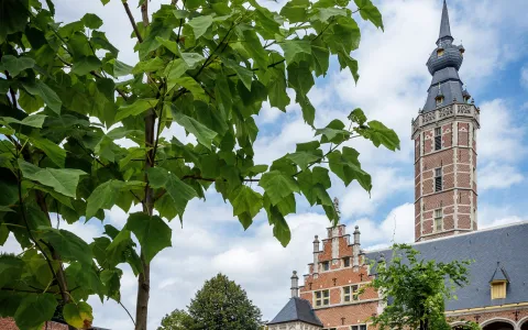 Door de blaadjes van een jonge boom zie je de toren van het stadspaleis.